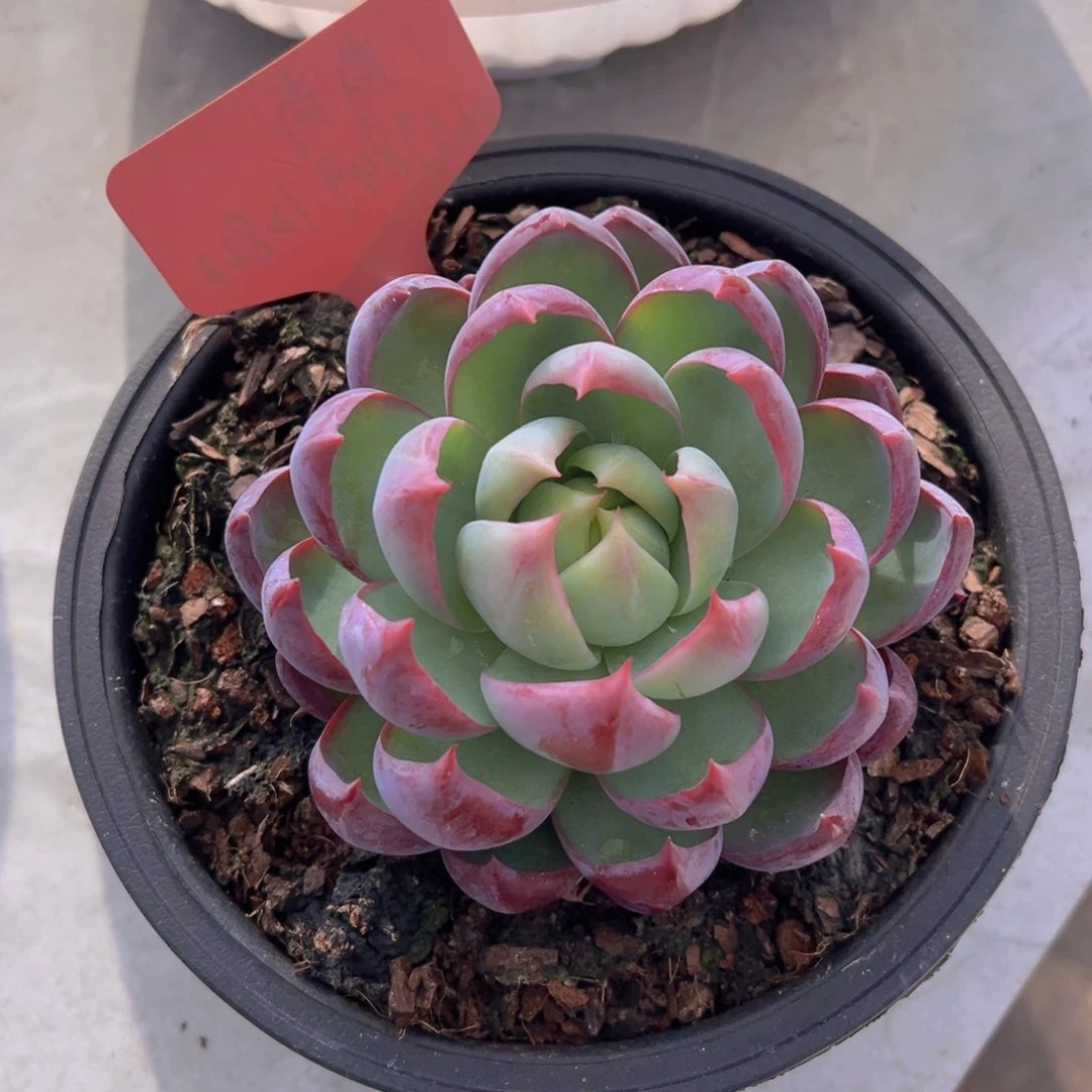 福利来了来了来啦打榜