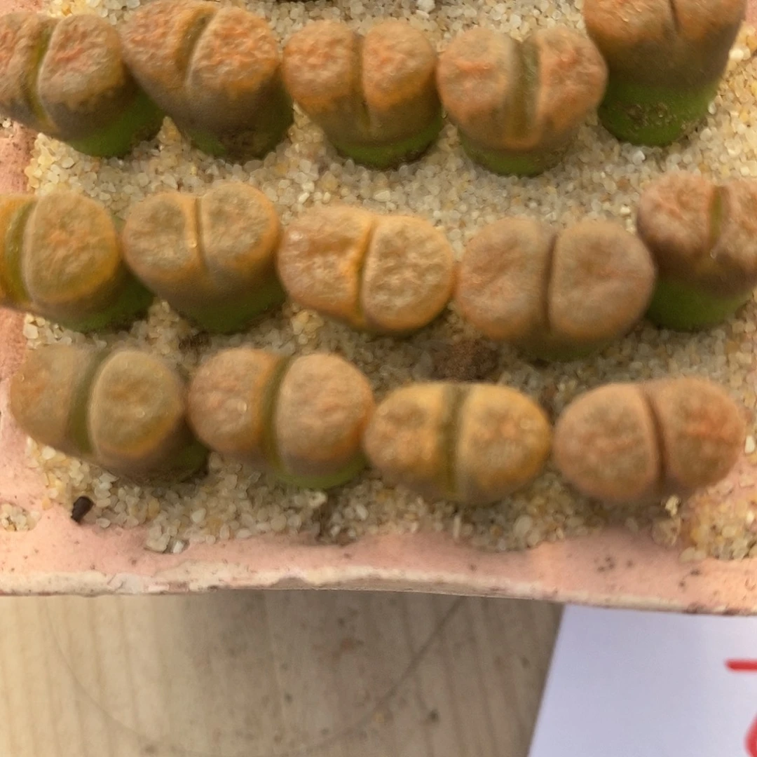 27105超级蛋糕风铃一组。