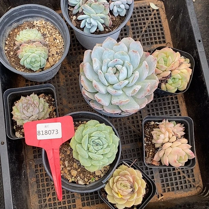 一筐多肉。818073