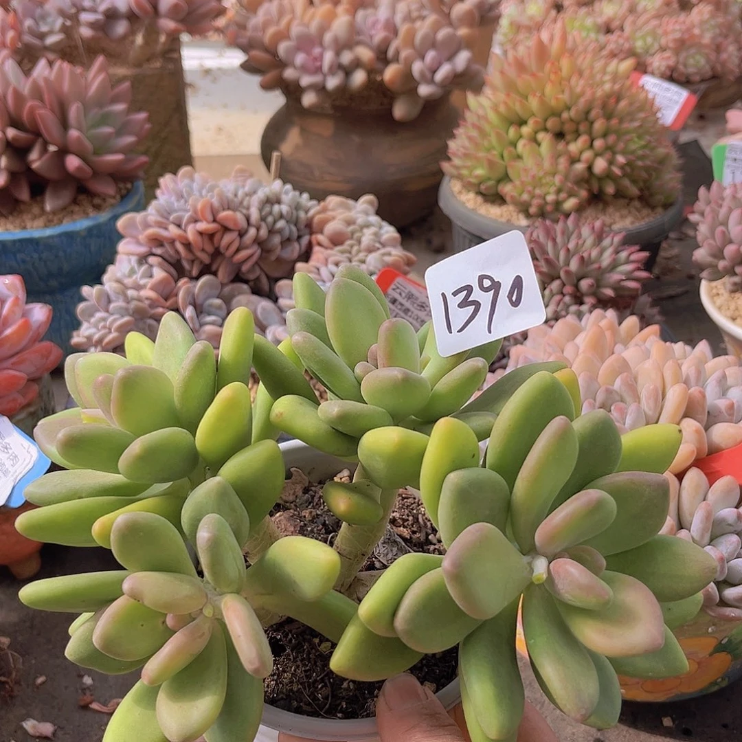 1390芒果奶多肉植物