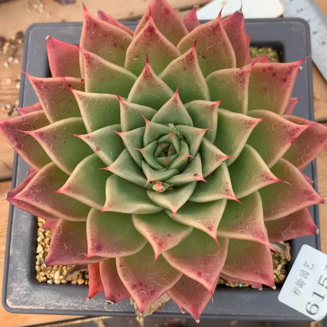 6151杂交精品基地12厘米