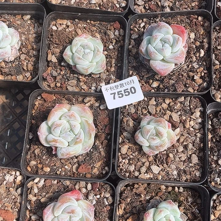 阿雅园艺。       7550冰玉