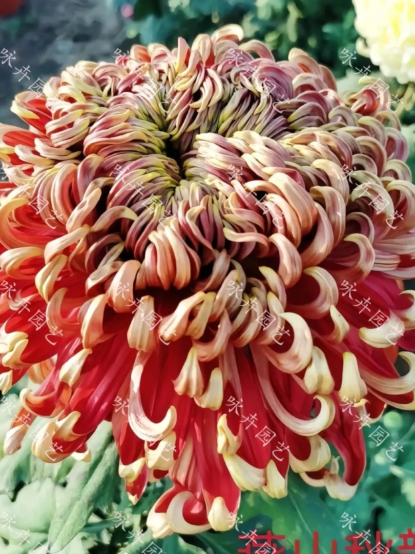 【燕山秋韵】带花苞 品种菊花包对版  室内外盆栽地栽多年生植物