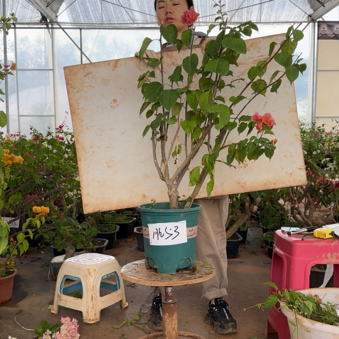 大部分花苞少量开放绿叶橙 53 脱