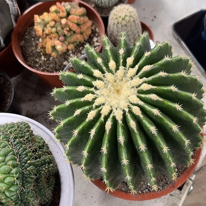 仙人球开花仙人球