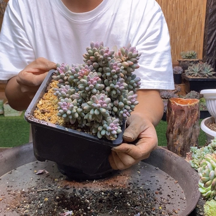 小****83号婴儿手指多肉植物