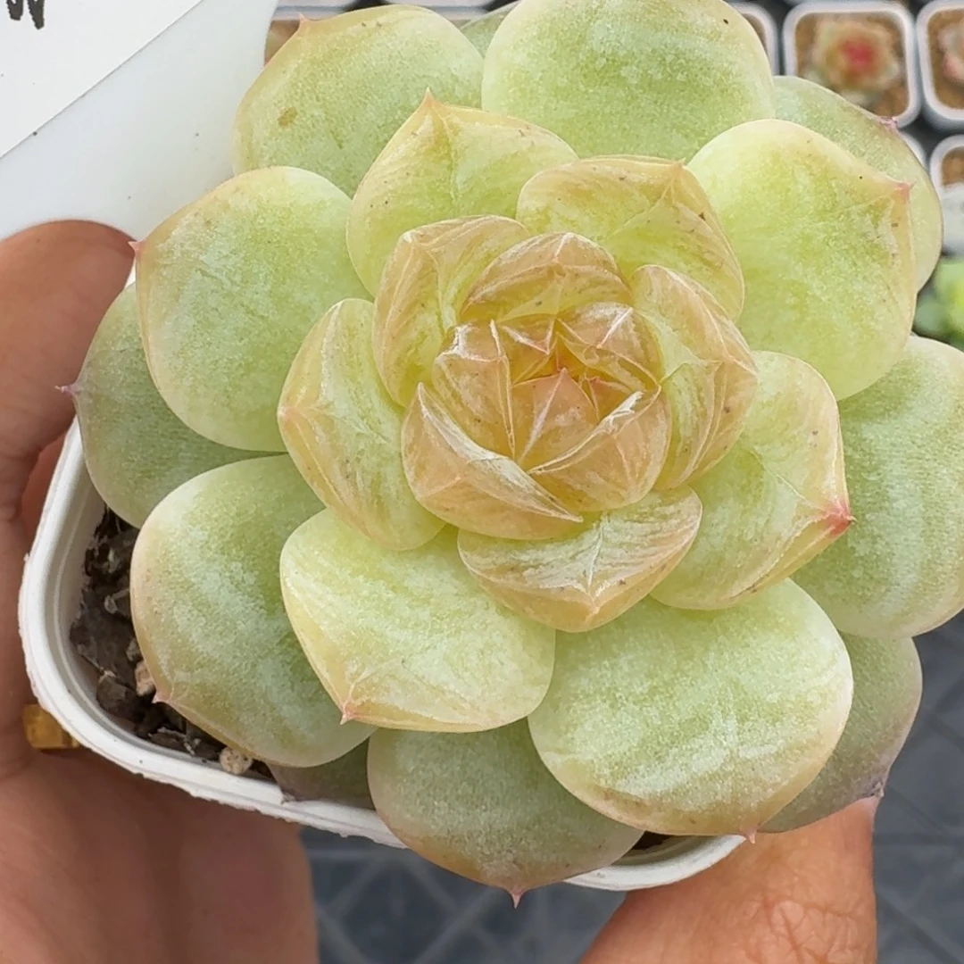 0923-011-芳草一九