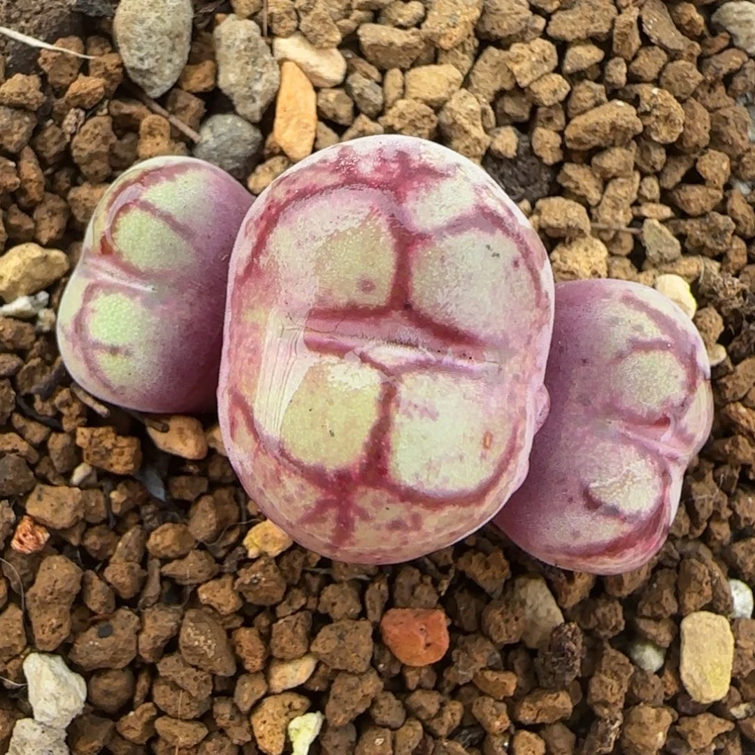 八重猴多肉植物百科