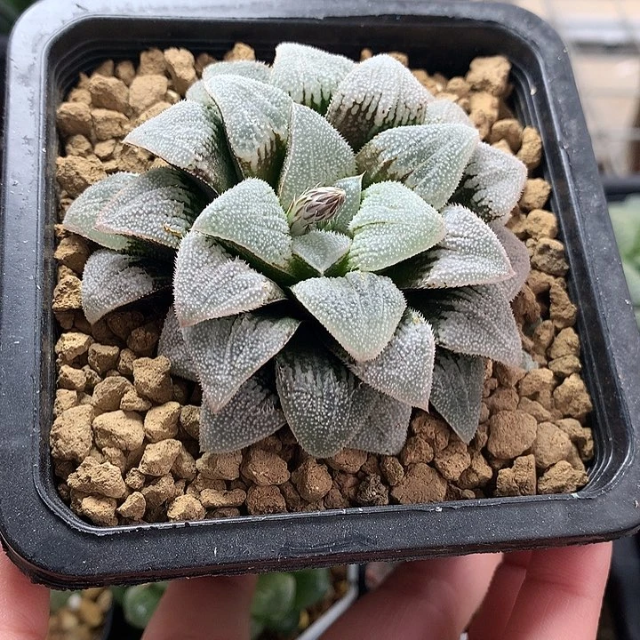 明贺实生一物一拍