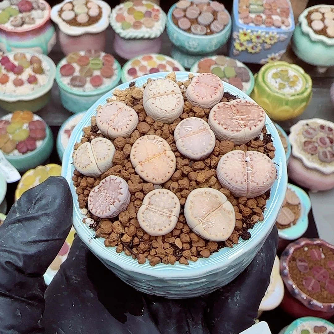 生石花满18包邮1213-42