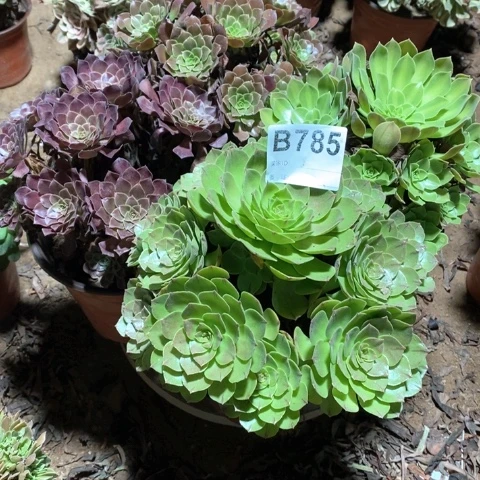 h***l785四颗法师多肉植物