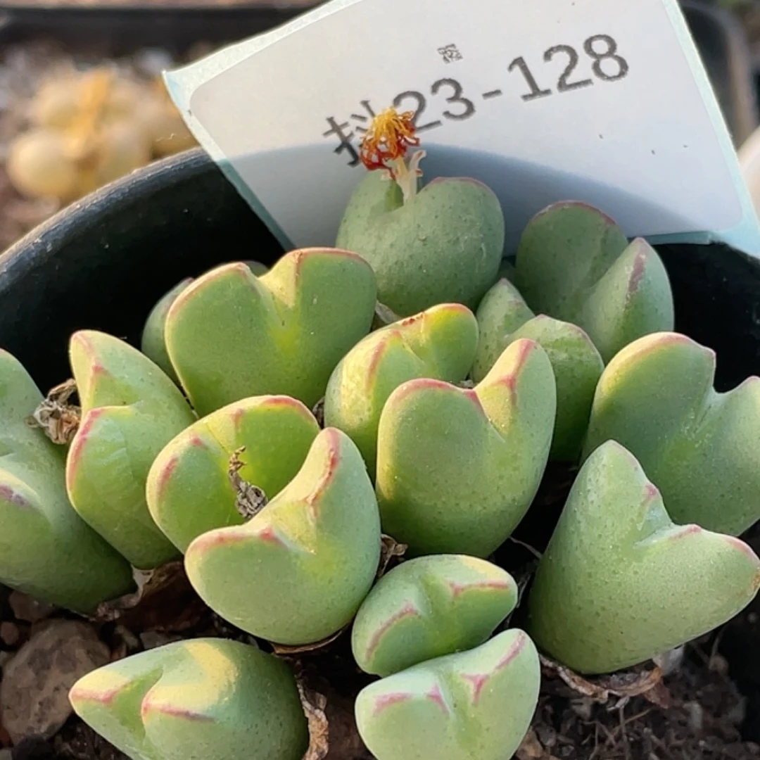 23-128将多肉植物肉锥