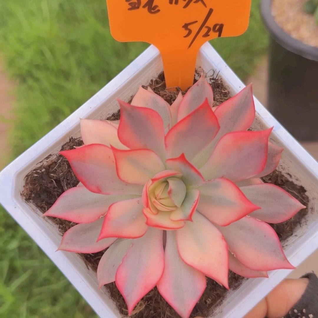 小姑姑姐姐多肉植物