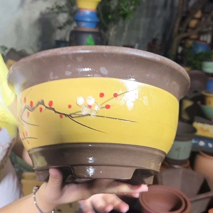 黄富贵点菜大花盆