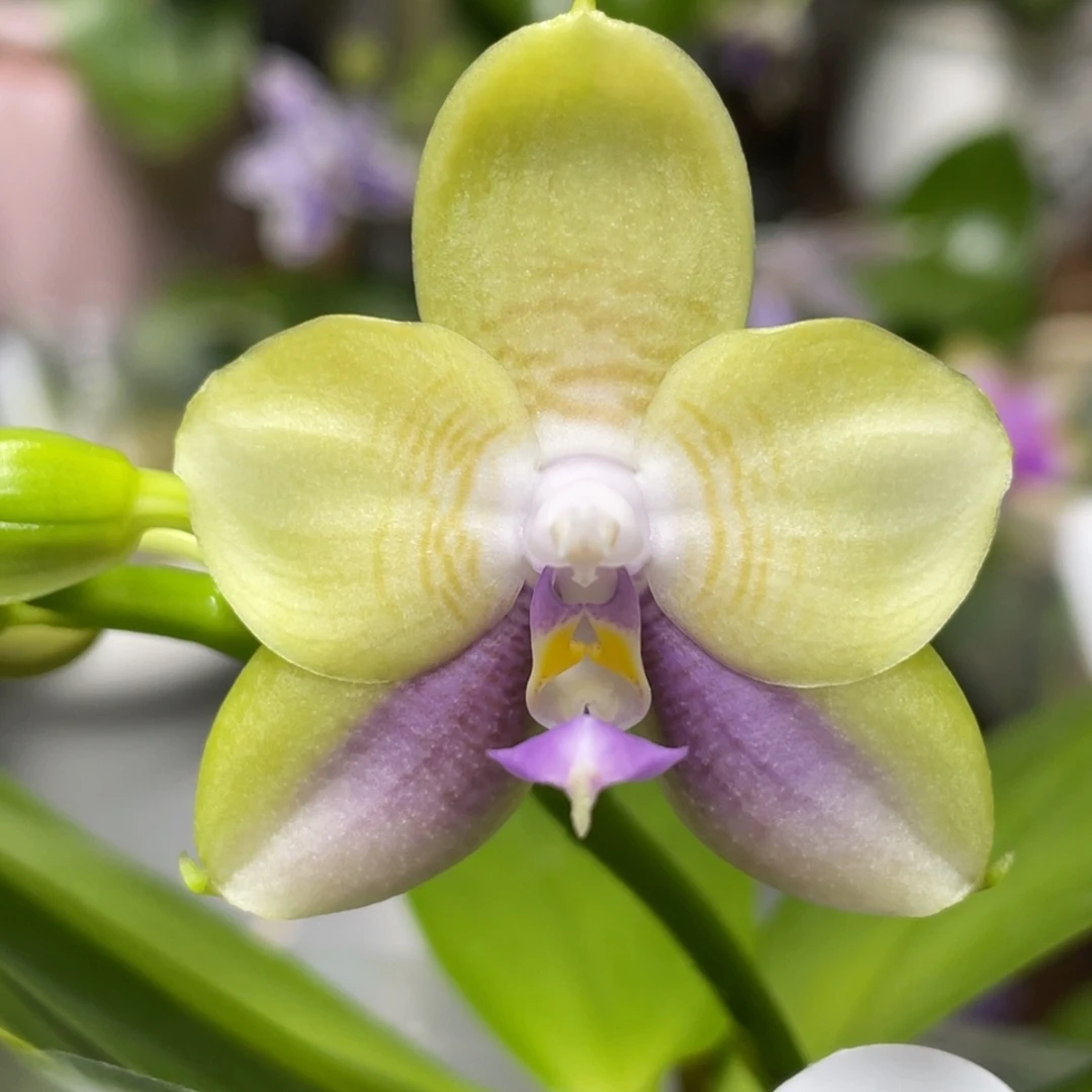 大部分花苞少量开放BT216，蓝家族金蓝色回忆