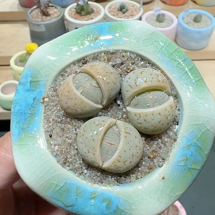 红陶蘑菇263大白