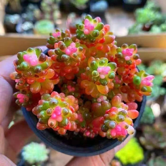 红浆果【满18包邮】