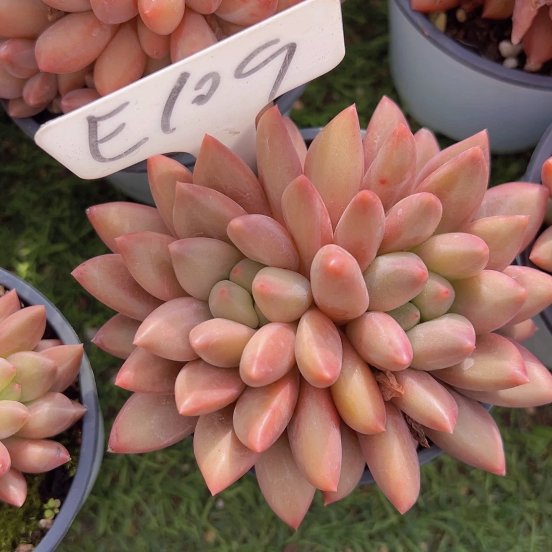 香玉的故事是一个人的故事