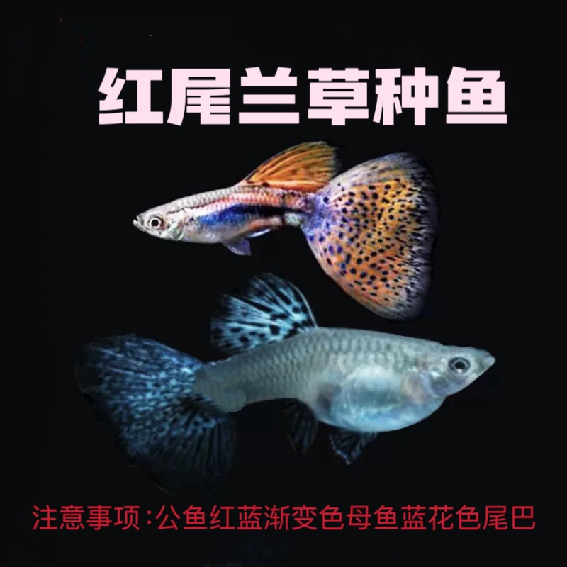 直播间精品小型热带淡水孔雀鱼红尾兰草种鱼套餐（入缸后不包损）