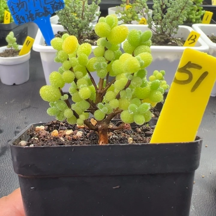 51号棒棒糖 一物一拍