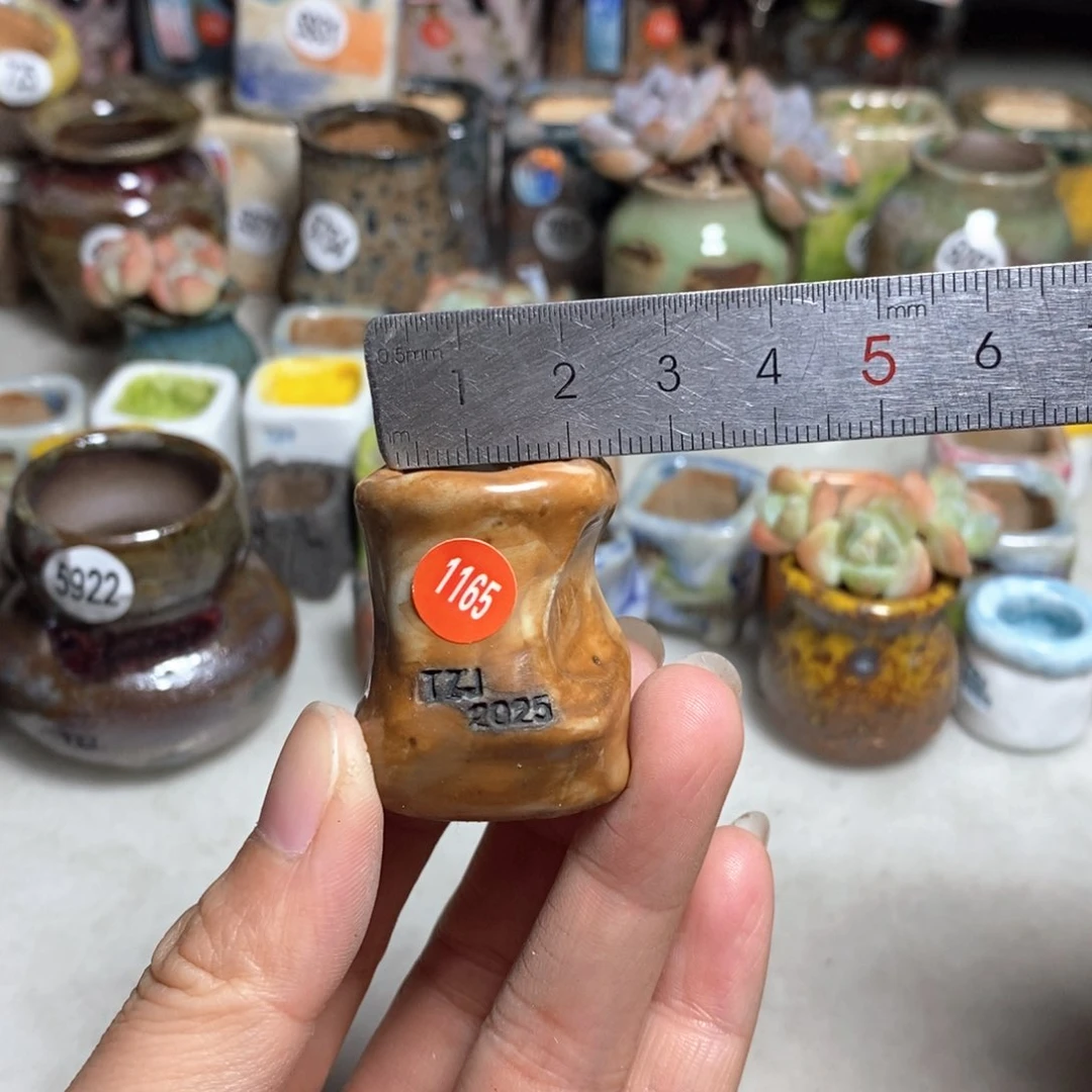 拍5送一个小礼物不含多肉