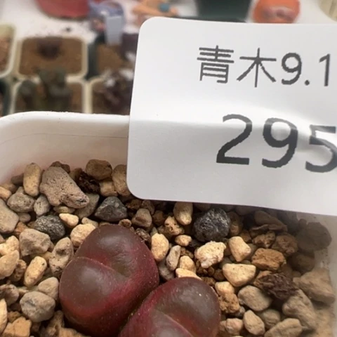 295 好看多肉冲冲冲
