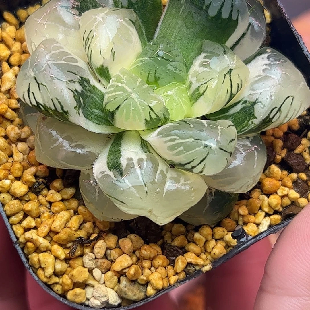 龙珠锦十二卷多肉五公分➕