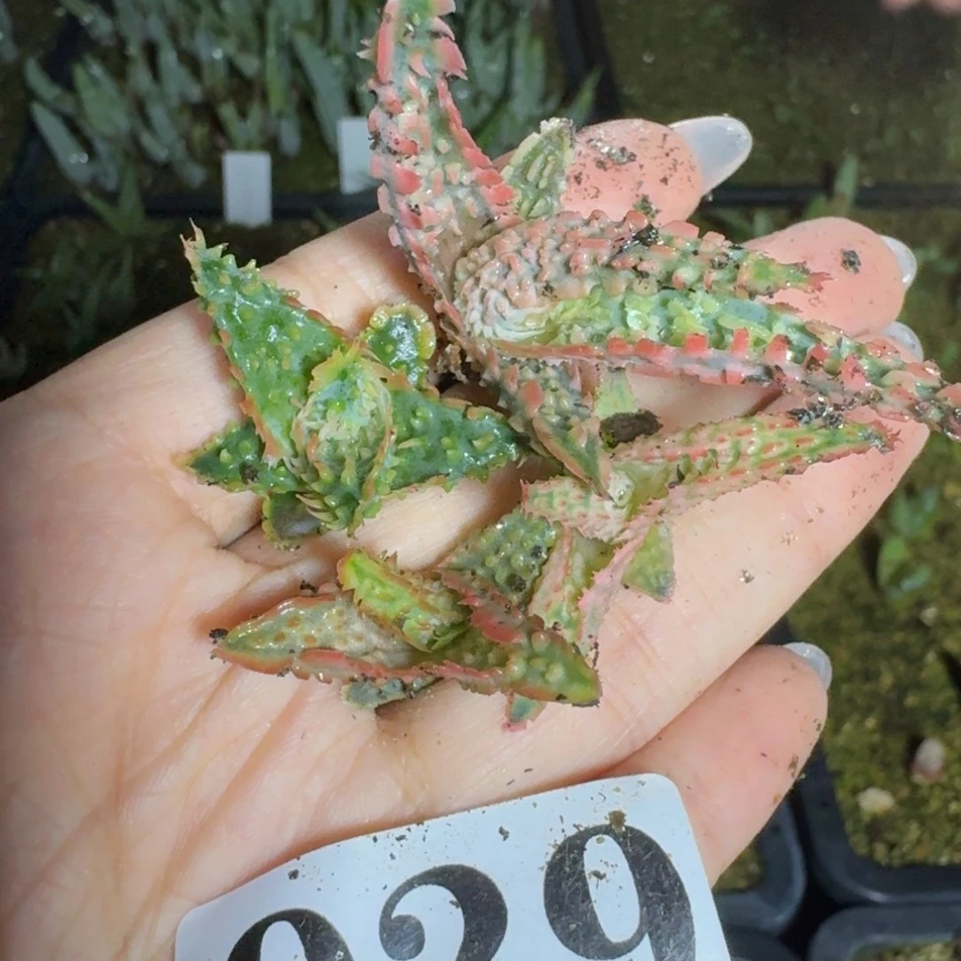 莱***茶芦荟一物一拍多肉植物