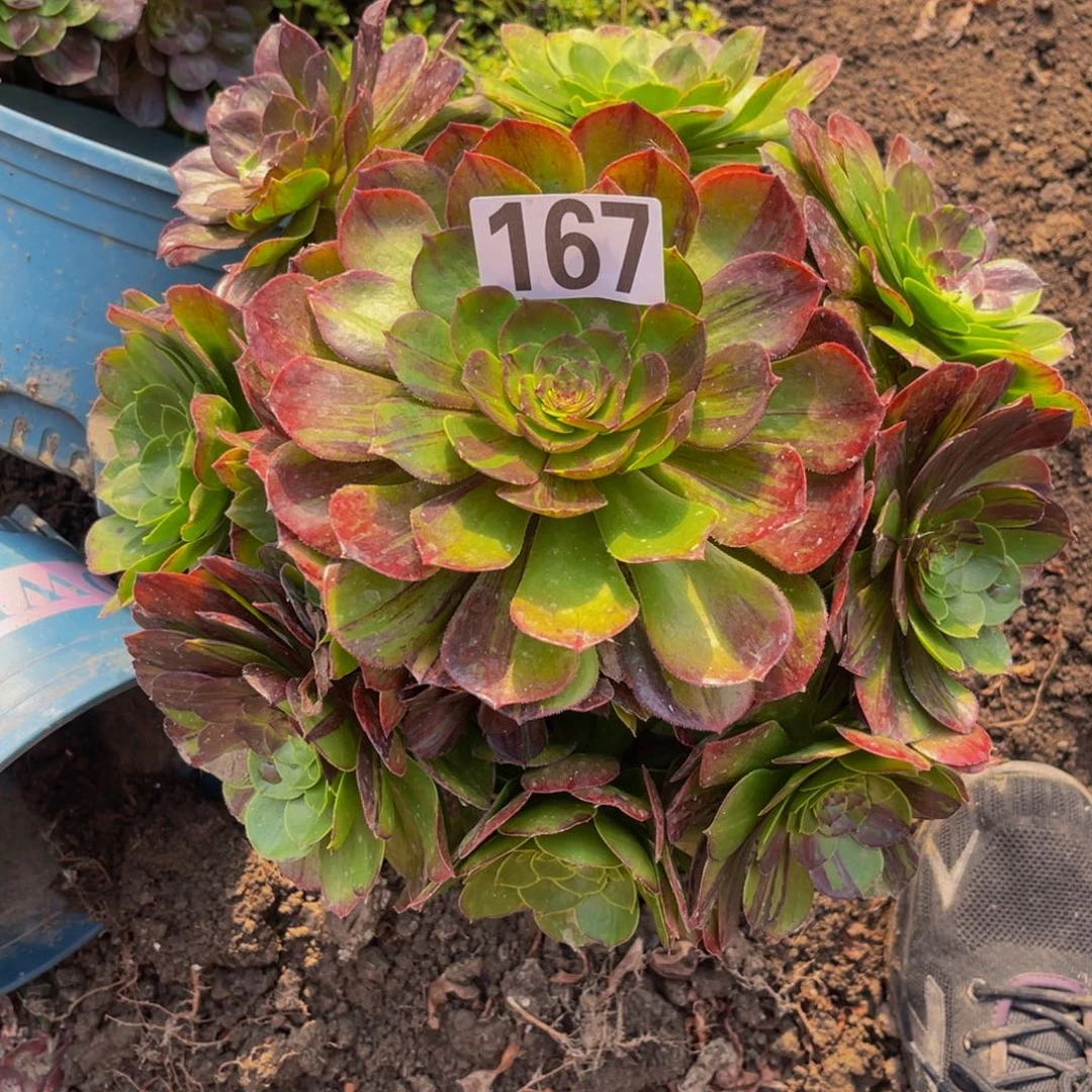 花月夜26////43。包邮