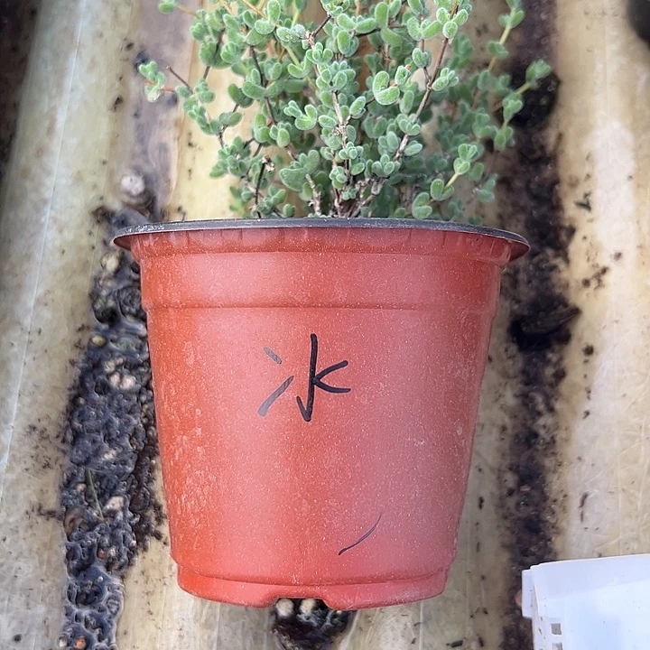 氺***氺莱斯枝干大盆一个
