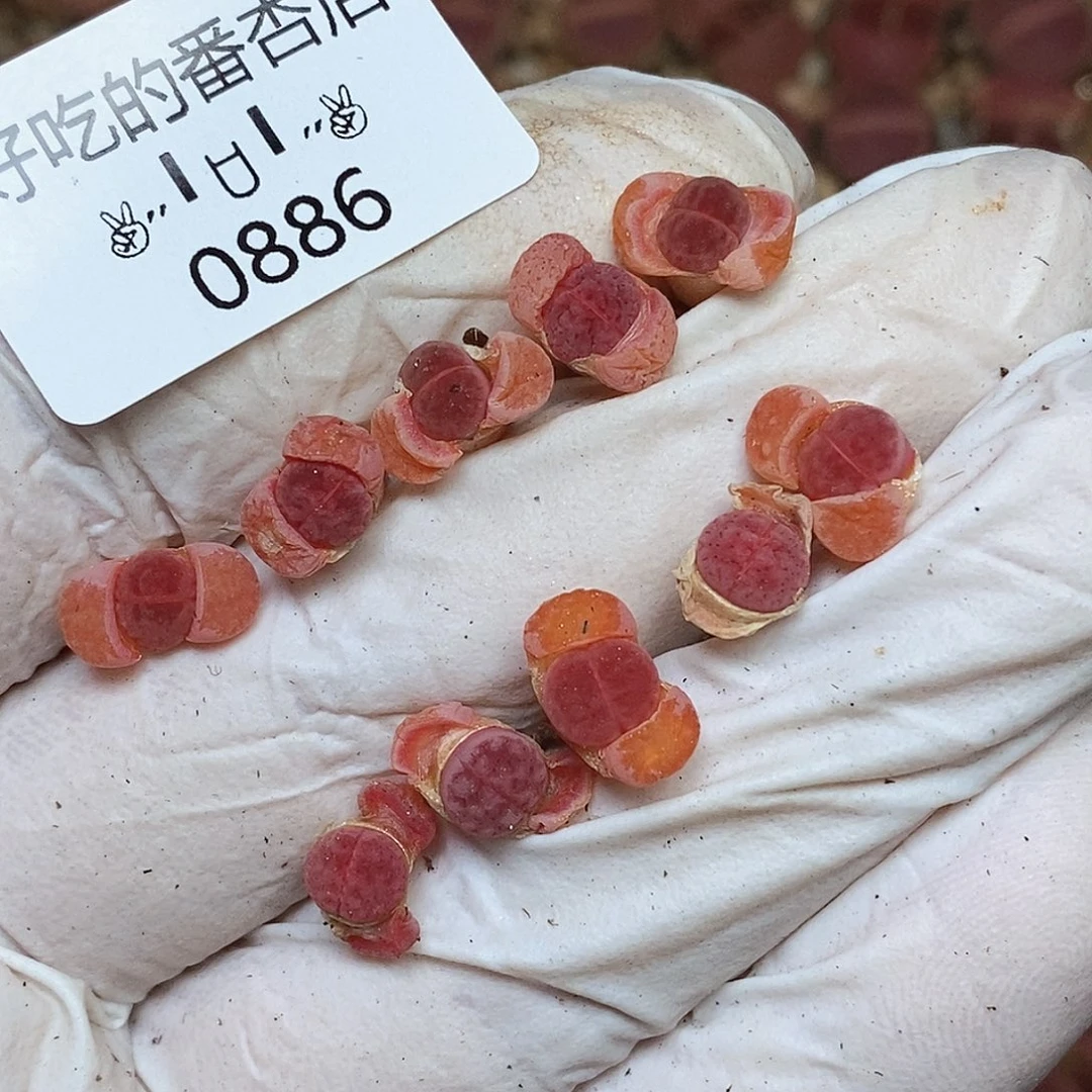 盛***饭0886。零下拍保温。