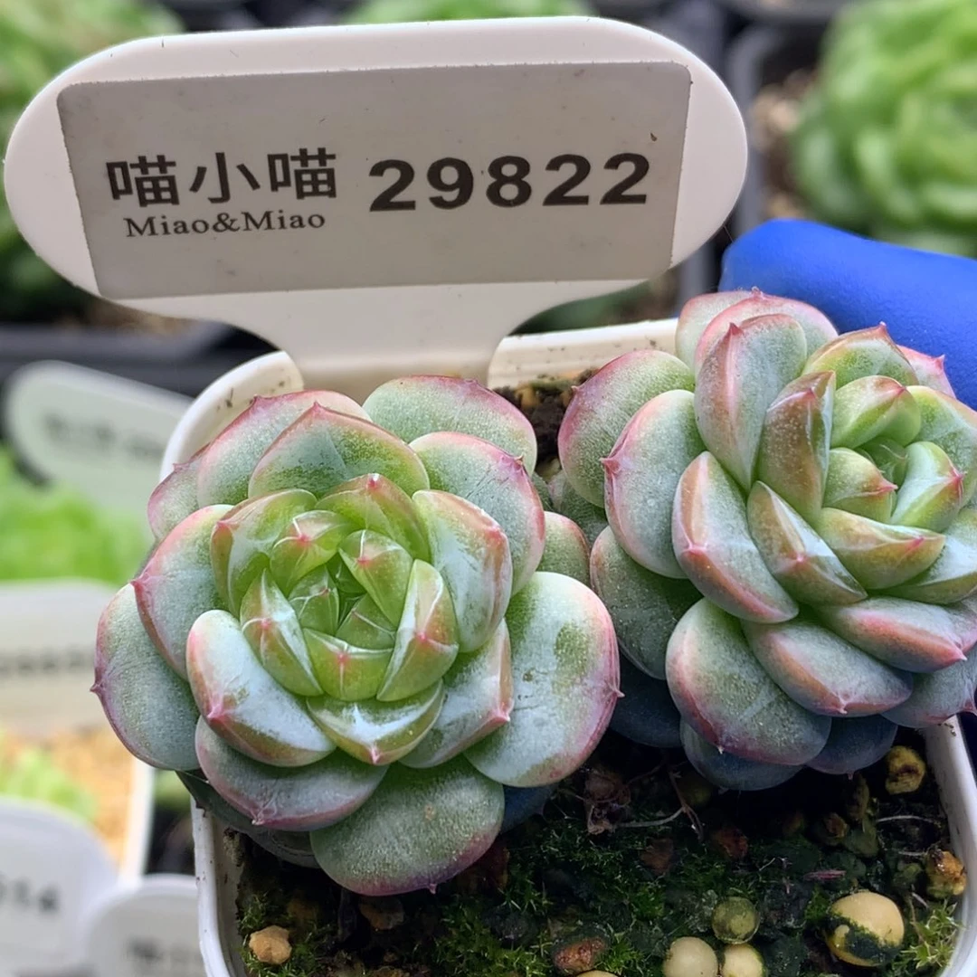 多肉植物杂交珍妮