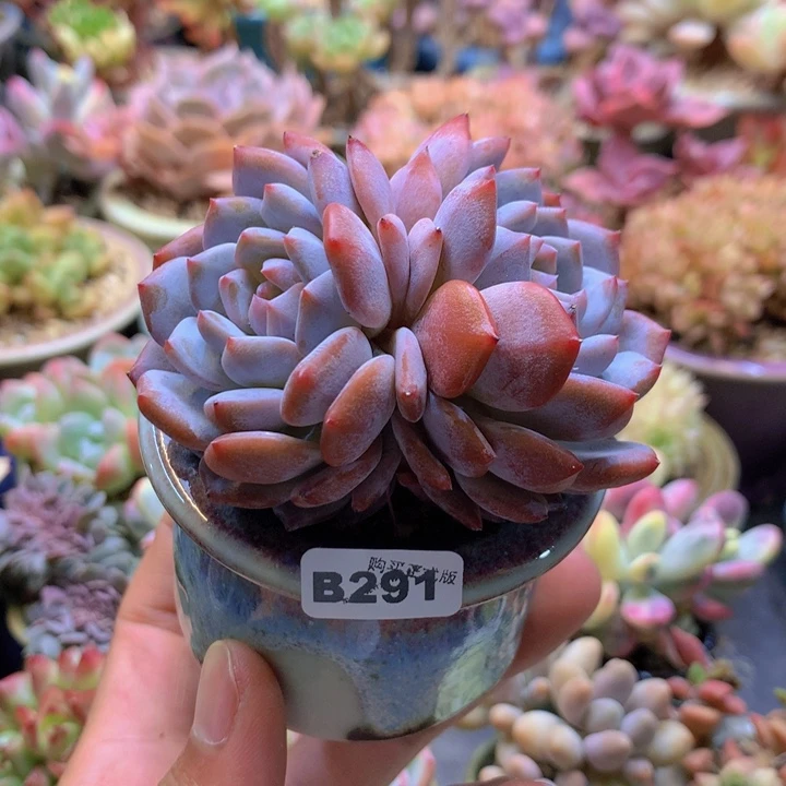 一物一拍含盆土满38包邮B291