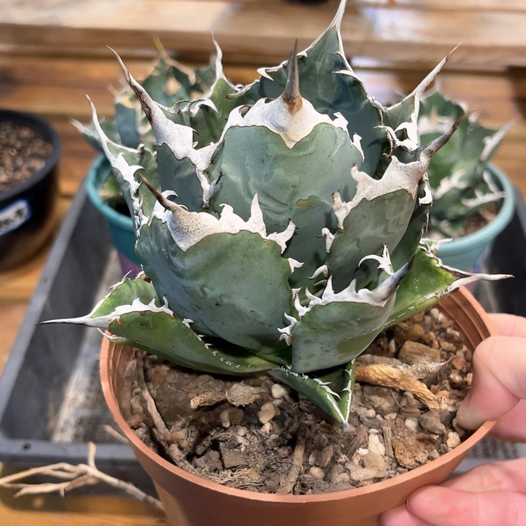 潮流植物产地龙，大甲盖