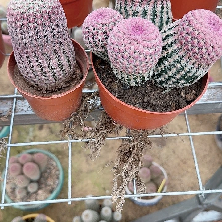 神*哈哈哈哈哈哈哈哈哈哈