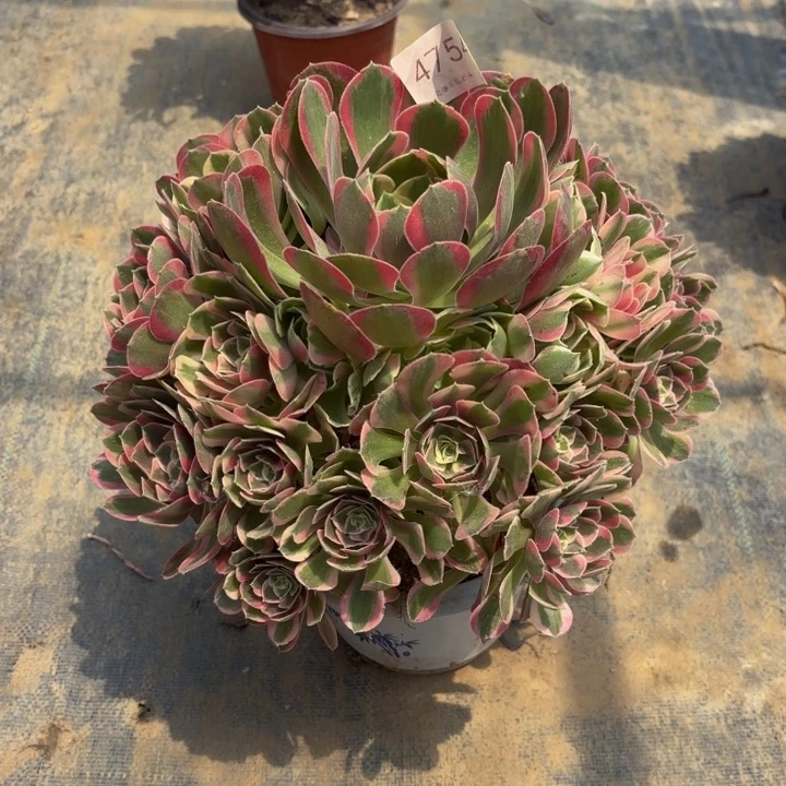 妖月多肉处理不包断头4754