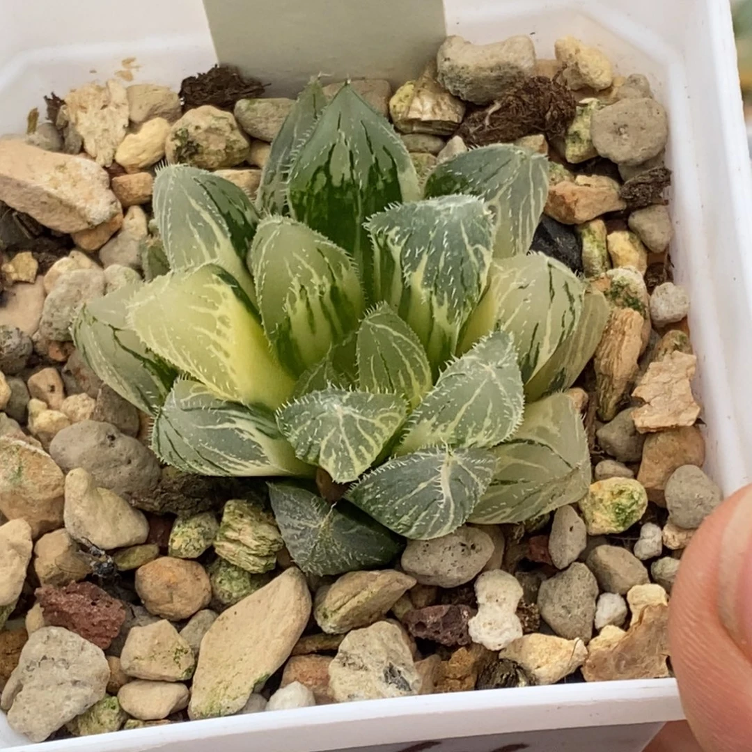 434号毛玉露锦带盆发货