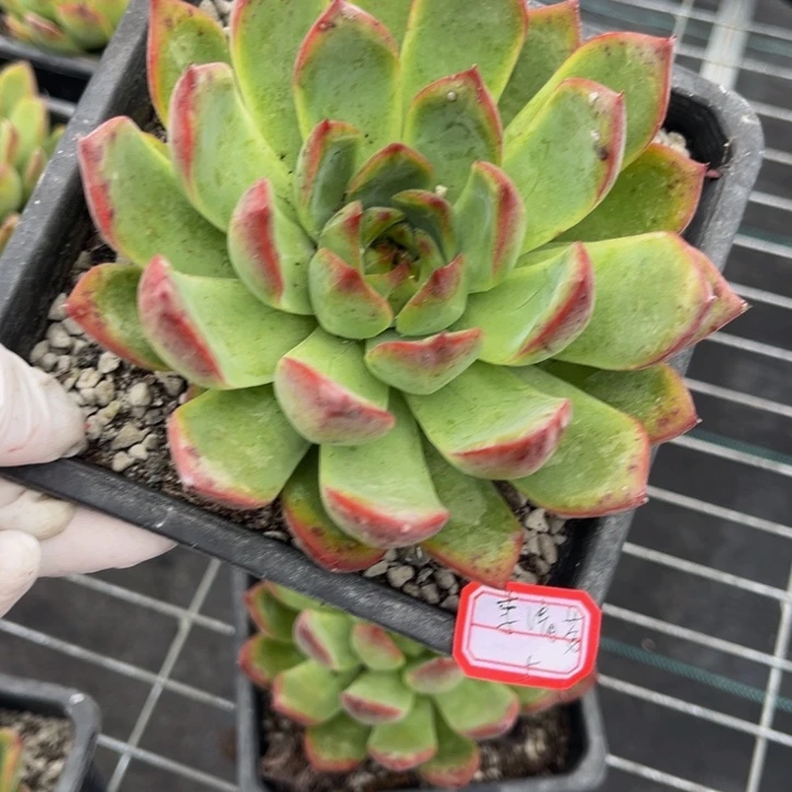 李***芬篝火一颗140黑方盆
