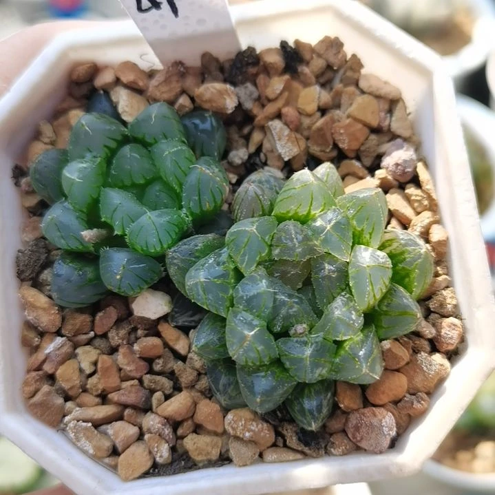 41号蓝镜玉露锦一物一拍带盆土发货满38包邮