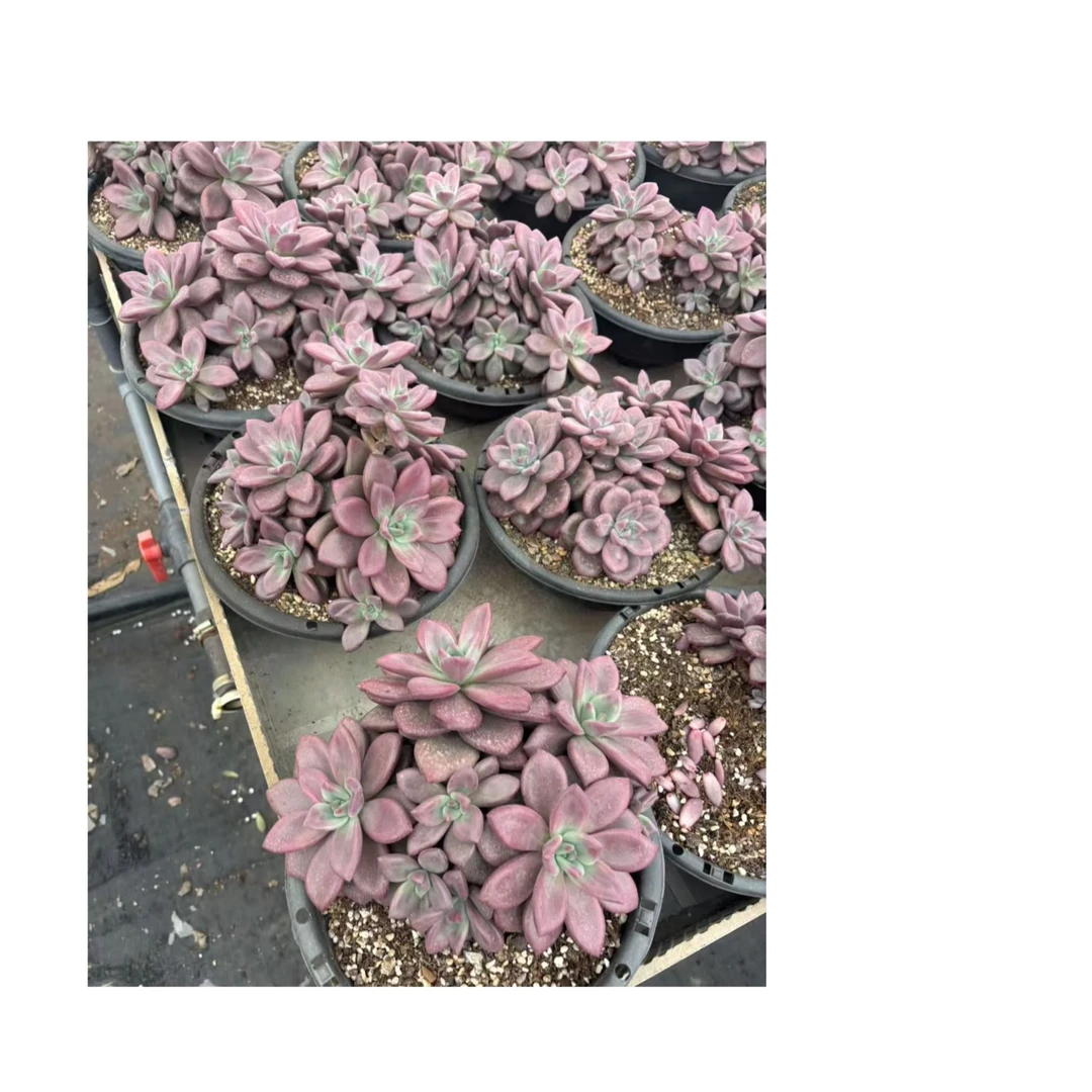 植迷园艺多肉植物7月3日超大群赫菲斯托