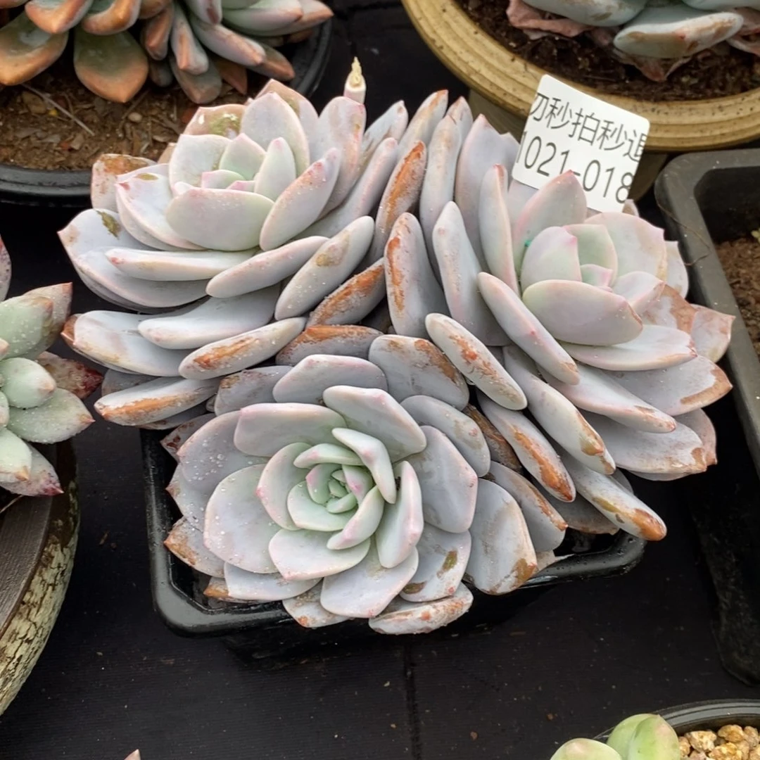 两单包邮1021-18红茶