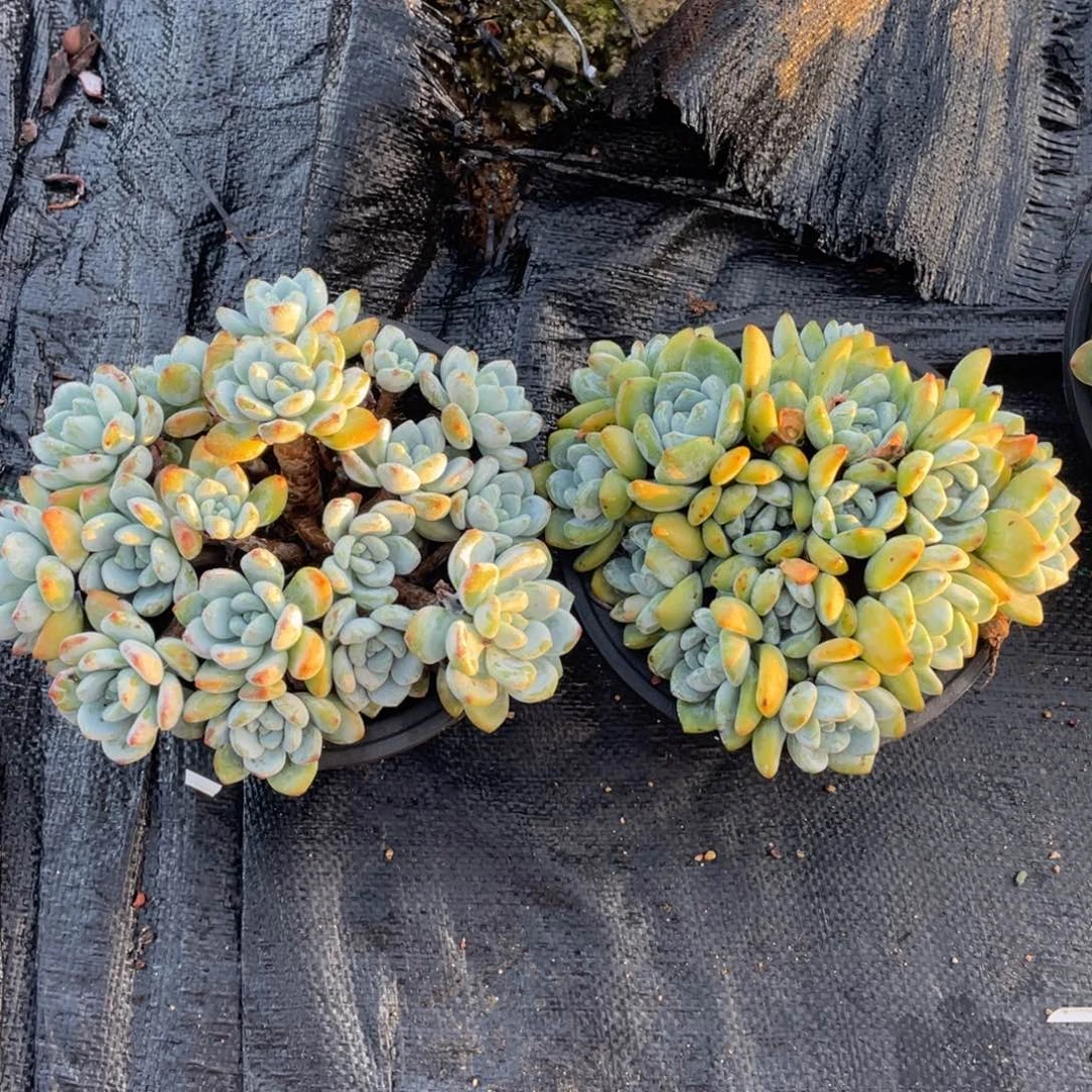 冷香两个一组清台子