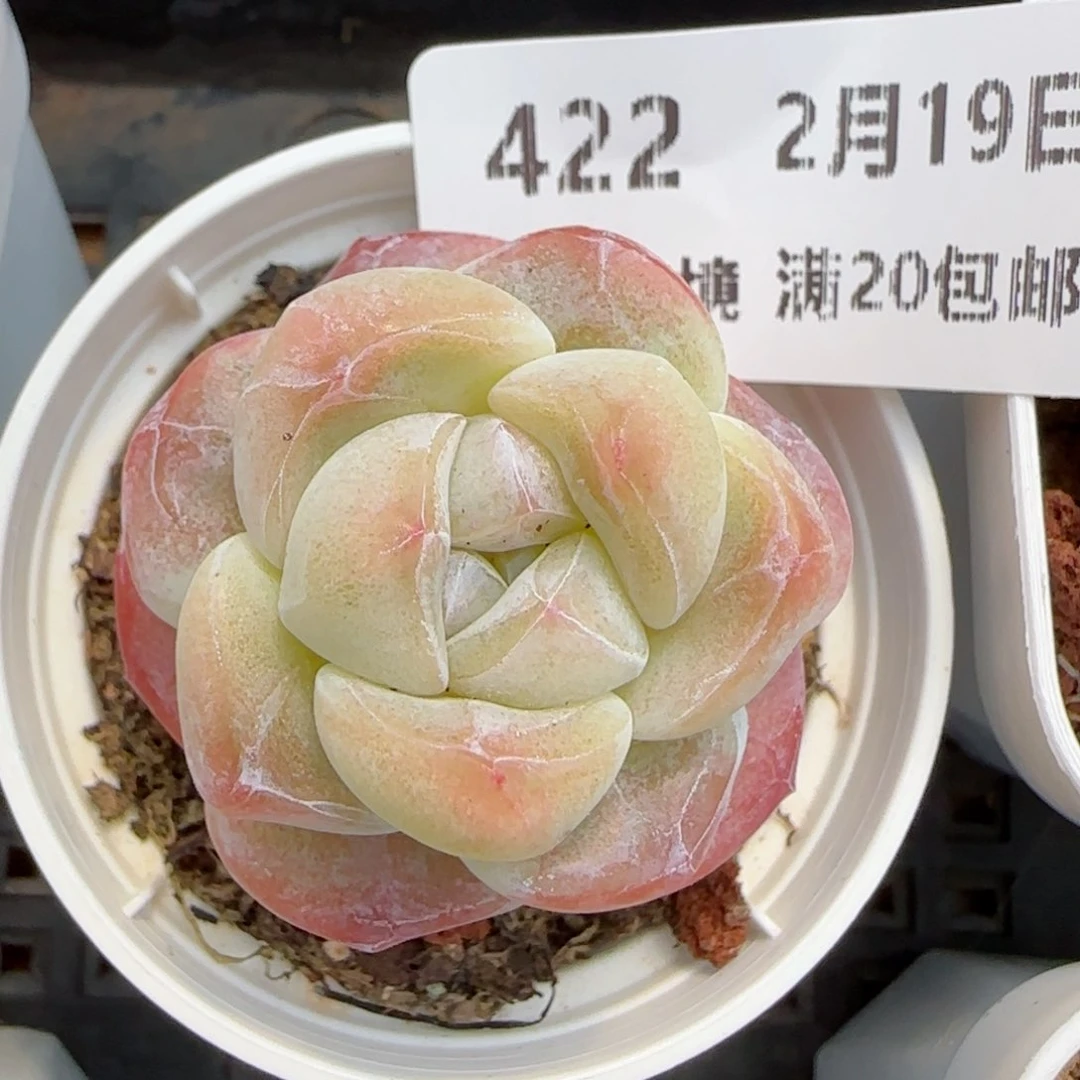 花语逸镜0219-422