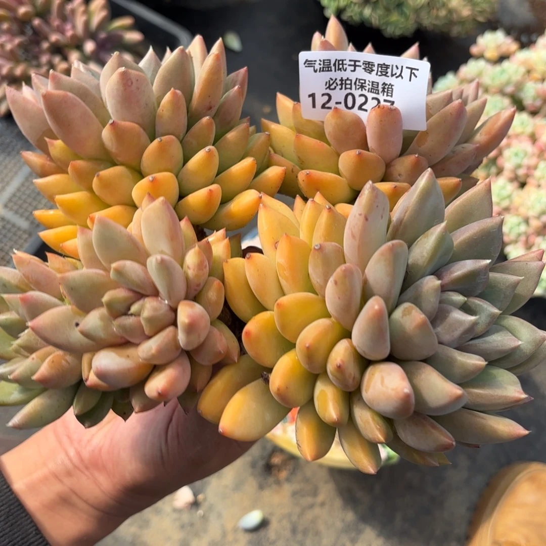 0227红象牙多肉植物