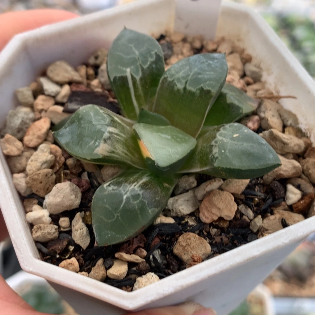 6火凤凰十二卷多肉植物