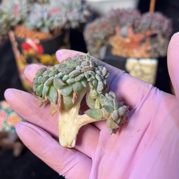 树莓 新年快乐 新年快乐