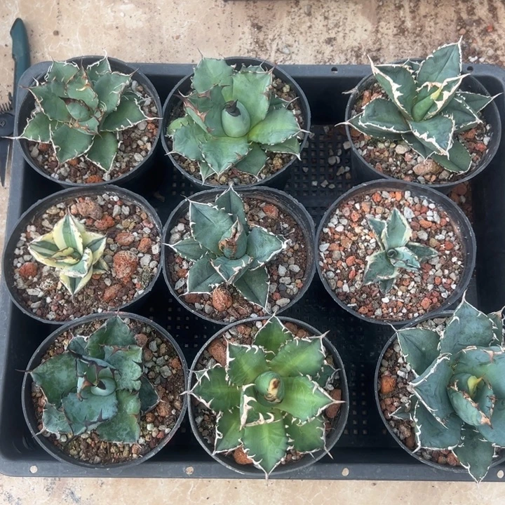 新手福利套餐9个一组