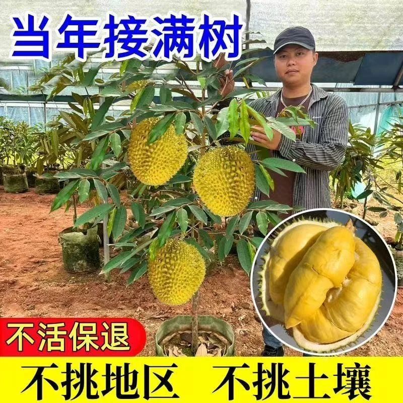 猫山王金枕头榴莲苗耐寒耐热新品种矮化南北方均可种植带土带叶子