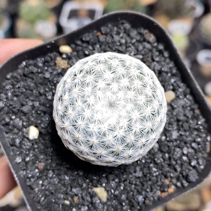 单头白鸟82号3.4cm