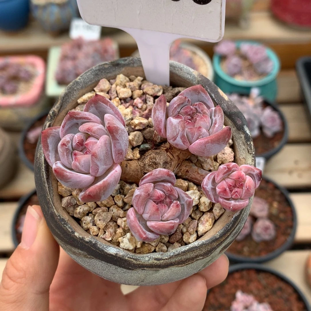 A1606 迷你脸星影 7cm